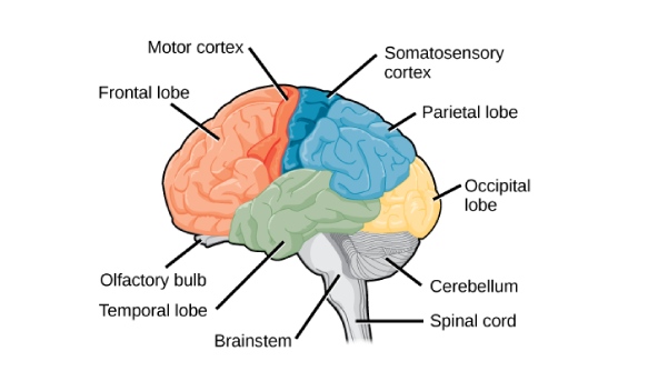 What does cerebellum control? - ProProfs Discuss